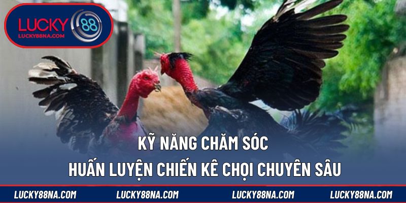 Kỹ năng chăm sóc và huấn luyện chiến kê chọi chuyên sâu