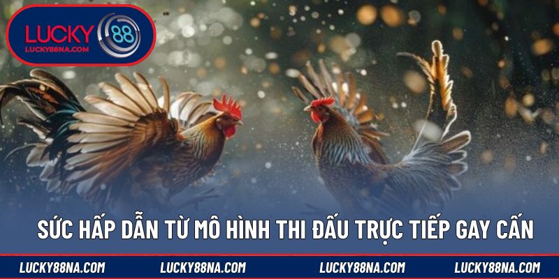 Sức hấp dẫn từ mô hình thi đấu trực tiếp gay cấn