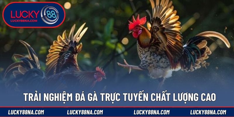 Trải nghiệm đá gà trực tuyến chất lượng cao