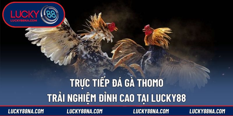 Trực tiếp đá gà Thomo
